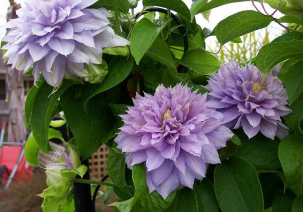 Клематисы для Вашего сада: Описание, виды и секреты выращивания